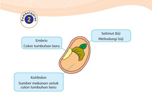 Kunci Jawaban Buku Tema 1 Kelas 3 Halaman 155 156 159 160, Subtema 4 Pembelajaran 2