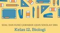 Kunci Jawaban Soal Ujian Sekolah Kelas 12 Tahun 2022 Biologi Kurikulum 2013